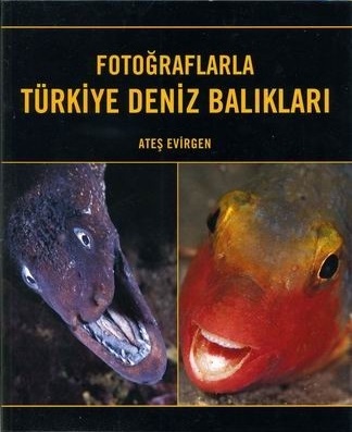 Denzici Kaitaplığı | Fotoğraflarla Türkiye Deniz Balıkları
