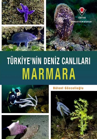 Türkiye'nin Deniz Canlıları - Marmara
