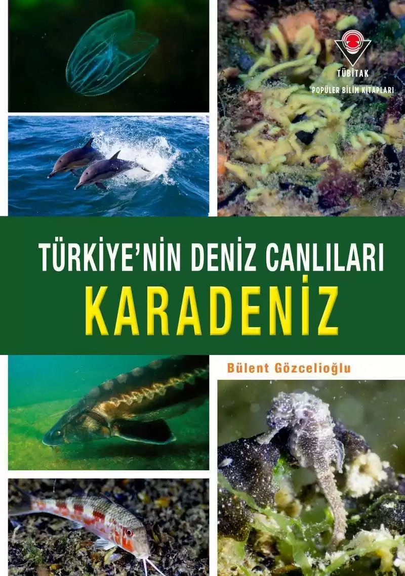 Denzici Kaitaplığı | Türkiye'nin Deniz Canlıları - Karadeniz